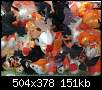 برای دیدن سایز بزرگ روی عکس کلیک کنید

نام:  file-297-goldfish.jpg
مشاهده: 142
حجم:  151.3 کیلوبایت