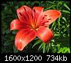 برای دیدن سایز بزرگ روی عکس کلیک کنید

نام:  Lilies-2.jpg
مشاهده: 406
حجم:  734.2 کیلوبایت