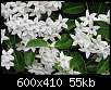 برای دیدن سایز بزرگ روی عکس کلیک کنید

نام:  Item_stephanotis flower1.jpg
مشاهده: 35
حجم:  54.7 کیلوبایت