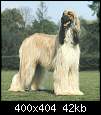 برای دیدن سایز بزرگ روی عکس کلیک کنید

نام:  afghan_hound1.jpg
مشاهده: 61
حجم:  41.6 کیلوبایت