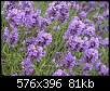 برای دیدن سایز بزرگ روی عکس کلیک کنید

نام:  869LavenderBudsm.jpg
مشاهده: 51
حجم:  81.4 کیلوبایت