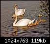 برای دیدن سایز بزرگ روی عکس کلیک کنید

نام:  Swan_24.jpg
مشاهده: 123
حجم:  119.3 کیلوبایت