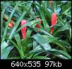 برای دیدن سایز بزرگ روی عکس کلیک کنید

نام:  Bromeliaceae-Billbergia pyramidalis-002.jpg
مشاهده: 26
حجم:  97.0 کیلوبایت