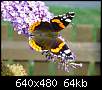 برای دیدن سایز بزرگ روی عکس کلیک کنید

نام:  red-admiral-on-butterfly-bush.jpg
مشاهده: 26
حجم:  64.3 کیلوبایت