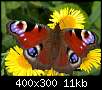 برای دیدن سایز بزرگ روی عکس کلیک کنید

نام:  peacock_butterflyf.jpg
مشاهده: 29
حجم:  10.9 کیلوبایت