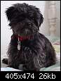 برای دیدن سایز بزرگ روی عکس کلیک کنید

نام:  affenpinscher1.JPG
مشاهده: 30
حجم:  25.5 کیلوبایت