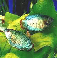 فروش غدای ماهی