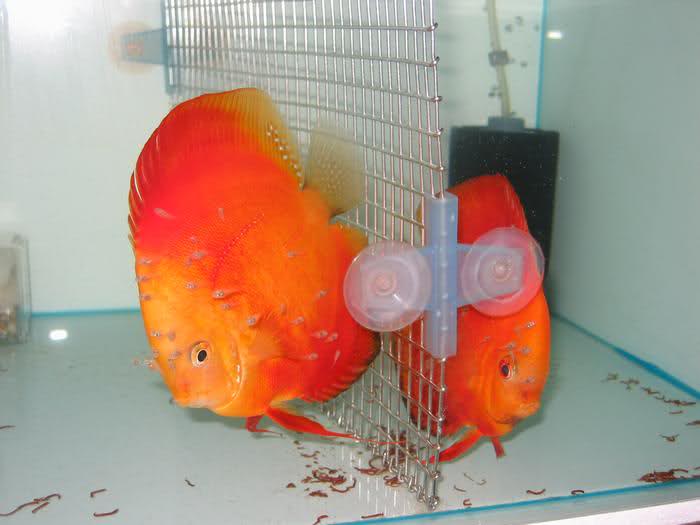 ديسكاس (Discus)(Symphysodon aequifasciatus