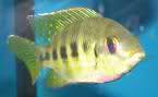 سیچلاید دیمیدیوکرومیسم((چشم خور)) Dimidiochromis or Eye-biter