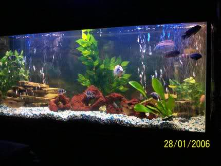 سیچلاید دیمیدیوکرومیسم((چشم خور)) Dimidiochromis or Eye-biter