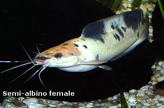 گربه ماهی الکتریکی Electric Catfish