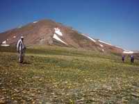 خوی شهر گل های افتاب گردان.