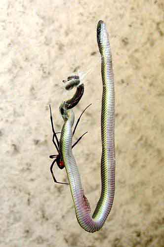 عکس: گرفتار شدن یک مار در تار عنکبوت