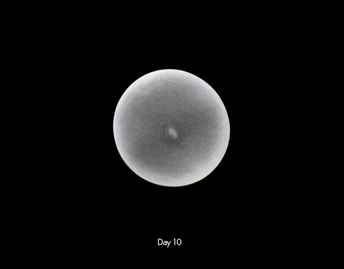 به دنیا آمدن یک اسب