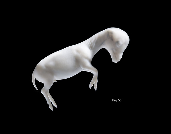 به دنیا آمدن یک اسب