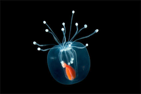 موجودات دریایی شفاف!