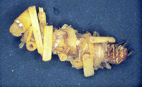 عکس جالب از حشره اي به نام Caddisfly