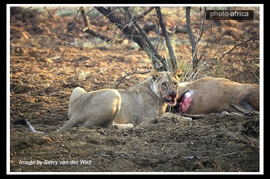 در آوردن نوزاد آهو از داخل شکم مادرش توسط شیر گرسنه (دلشو نداری نبین)