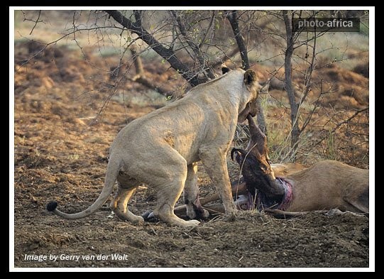در آوردن نوزاد آهو از داخل شکم مادرش توسط شیر گرسنه (دلشو نداری نبین)