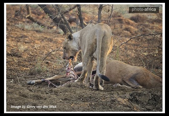 در آوردن نوزاد آهو از داخل شکم مادرش توسط شیر گرسنه (دلشو نداری نبین)