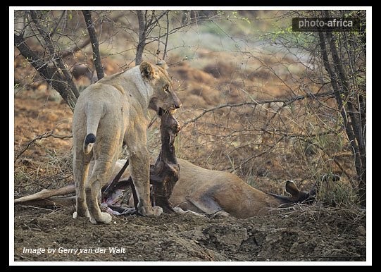 در آوردن نوزاد آهو از داخل شکم مادرش توسط شیر گرسنه (دلشو نداری نبین)