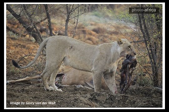 در آوردن نوزاد آهو از داخل شکم مادرش توسط شیر گرسنه (دلشو نداری نبین)