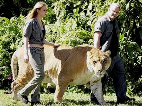 حاصــل پیـــونـــد شیـــر و ببـــر