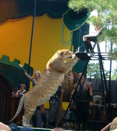 حاصــل پیـــونـــد شیـــر و ببـــر حاصــل پیـــونـــد شیـــر و ببـــر