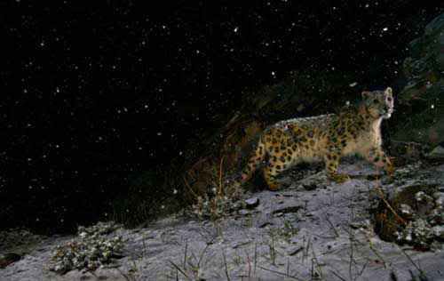 10 تصویر از بهترین تصاویر دنیای وحش (فوق العاده زیبا ) 10 تصویر از بهترین تصاویر دنیای وحش (فوق العاده زیبا )