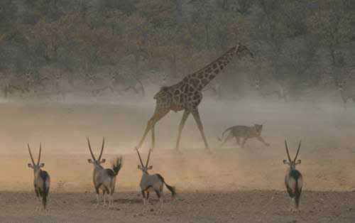 10 تصویر از بهترین تصاویر دنیای وحش (فوق العاده زیبا ) 10 تصویر از بهترین تصاویر دنیای وحش (فوق العاده زیبا )