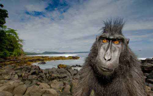 10 تصویر از بهترین تصاویر دنیای وحش (فوق العاده زیبا ) 10 تصویر از بهترین تصاویر دنیای وحش (فوق العاده زیبا )