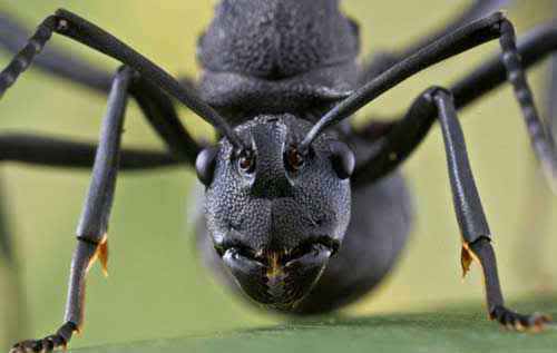 10 تصویر از بهترین تصاویر دنیای وحش (فوق العاده زیبا ) 10 تصویر از بهترین تصاویر دنیای وحش (فوق العاده زیبا )