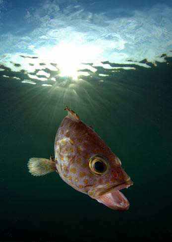 10 تصویر از بهترین تصاویر دنیای وحش (فوق العاده زیبا ) 10 تصویر از بهترین تصاویر دنیای وحش (فوق العاده زیبا )