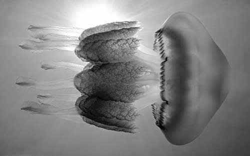 10 تصویر از بهترین تصاویر دنیای وحش (فوق العاده زیبا ) 10 تصویر از بهترین تصاویر دنیای وحش (فوق العاده زیبا )