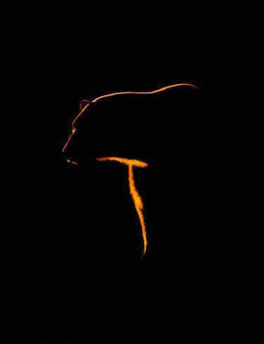 10 تصویر از بهترین تصاویر دنیای وحش (فوق العاده زیبا ) 10 تصویر از بهترین تصاویر دنیای وحش (فوق العاده زیبا )