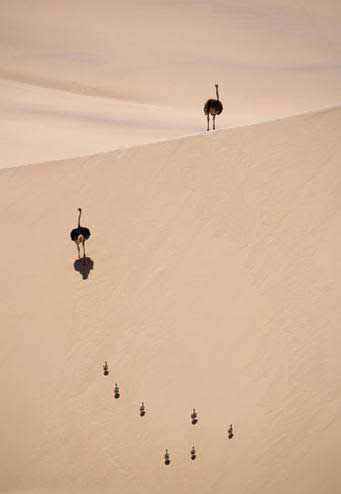 10 تصویر از بهترین تصاویر دنیای وحش (فوق العاده زیبا ) 10 تصویر از بهترین تصاویر دنیای وحش (فوق العاده زیبا )
