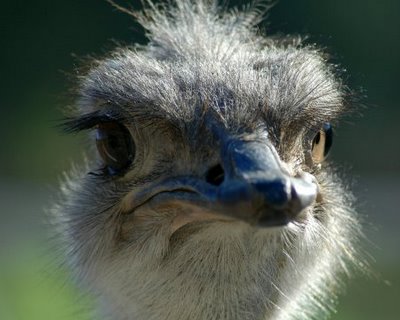 حیوانات با نمک