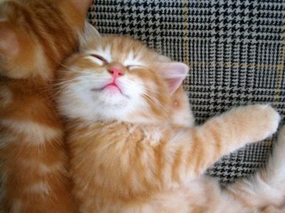 حیوانات با نمک