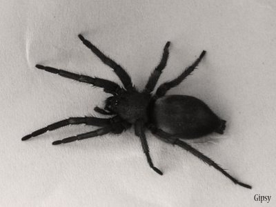 حیوانات با نمک