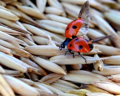 حیوانات با نمک