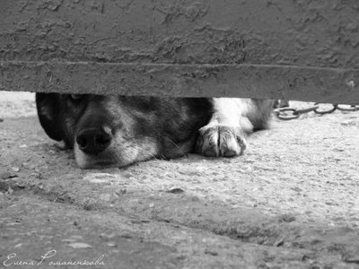 حیوانات با نمک