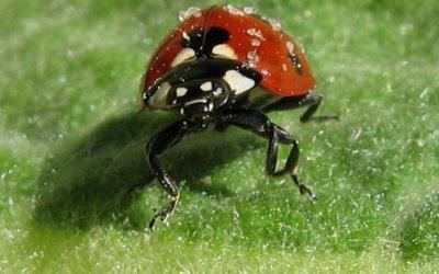 حیوانات با نمک