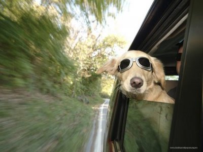 حیوانات با نمک