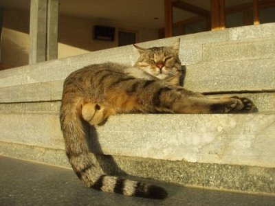 حیوانات با نمک