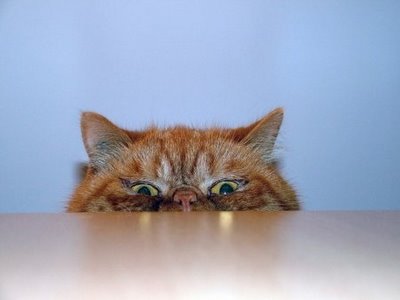 حیوانات با نمک