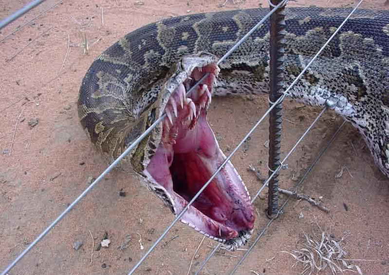 بزرگترین و وحشت ناك ترین مـار دنیــا