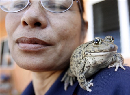 گزارش تصویری: قورباغه هنرمند!!