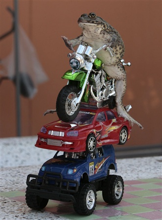 گزارش تصویری: قورباغه هنرمند!!