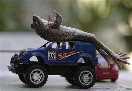 گزارش تصویری: قورباغه هنرمند!!