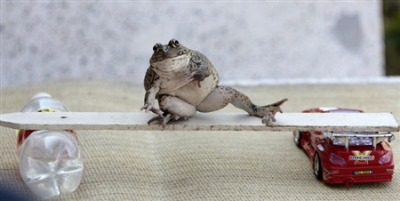 گزارش تصویری: قورباغه هنرمند!!